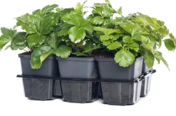 Waldsteinie (Waldsteinia ternata) Pflanzen Für Schatten|Immergrüne Pflanzen