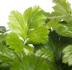 Waldsteinie (Waldsteinia ternata) Pflanzen Für Schatten|Immergrüne Pflanzen