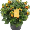 Hot Wandelröschen (Lantana camara 'Simon Orange') D 23 H 50 cm Blühende Pflanzen|Einjährige Pflanzen