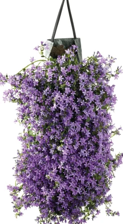 Clearance Wandhänger Dalmatiner Glockenblume (Campanula portenschlagiana 'Ambella Purple') D 60 H 25 cm Blühende Pflanzen|Winterharte Pflanzen