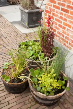 Online Wasserpflanzen Mix 3 Sorten Teichpflanzen|Mehrjährige Pflanzen