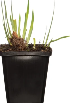 Sale Wasserschwertlilie (Iris 'Rose Queen') D 9 H 20 cm Teichpflanzen|Winterharte Pflanzen