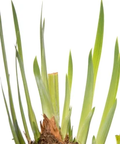 Sale Wasserschwertlilie (Iris 'Rose Queen') D 9 H 20 cm Teichpflanzen|Winterharte Pflanzen