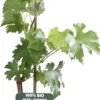 Clearance Weiße Weintraube (Vitis vinifera 'Müller-Thurgau') D 19 H 50 cm Obstbäume & -Sträucher|Obstbäume & -Sträucher