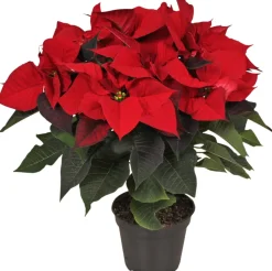 New Weihnachstsstern (Euphorbia pulcherrima) D 14 H 40 cm Blühende Zimmerpflanzen|Weihnachtsstern