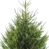 Online Weihnachtsbaum Fichte im Topf 150 - 175 cm Echte Weihnachtsbäume