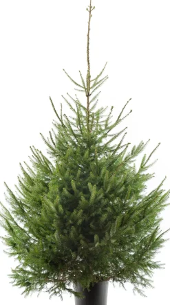 Online Weihnachtsbaum Fichte im Topf 150 - 175 cm Echte Weihnachtsbäume