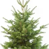Clearance Weihnachtsbaum Nordmanntanne gesägt 160 - 200 cm Echte Weihnachtsbäume