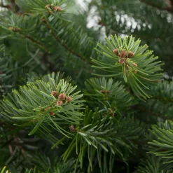 Clearance Weihnachtsbaum Nordmanntanne gesägt 160 - 200 cm Echte Weihnachtsbäume