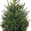 New Weihnachtsbaum Serbische Fichte im Korb D 29 H 80-100 cm Echte Weihnachtsbäume