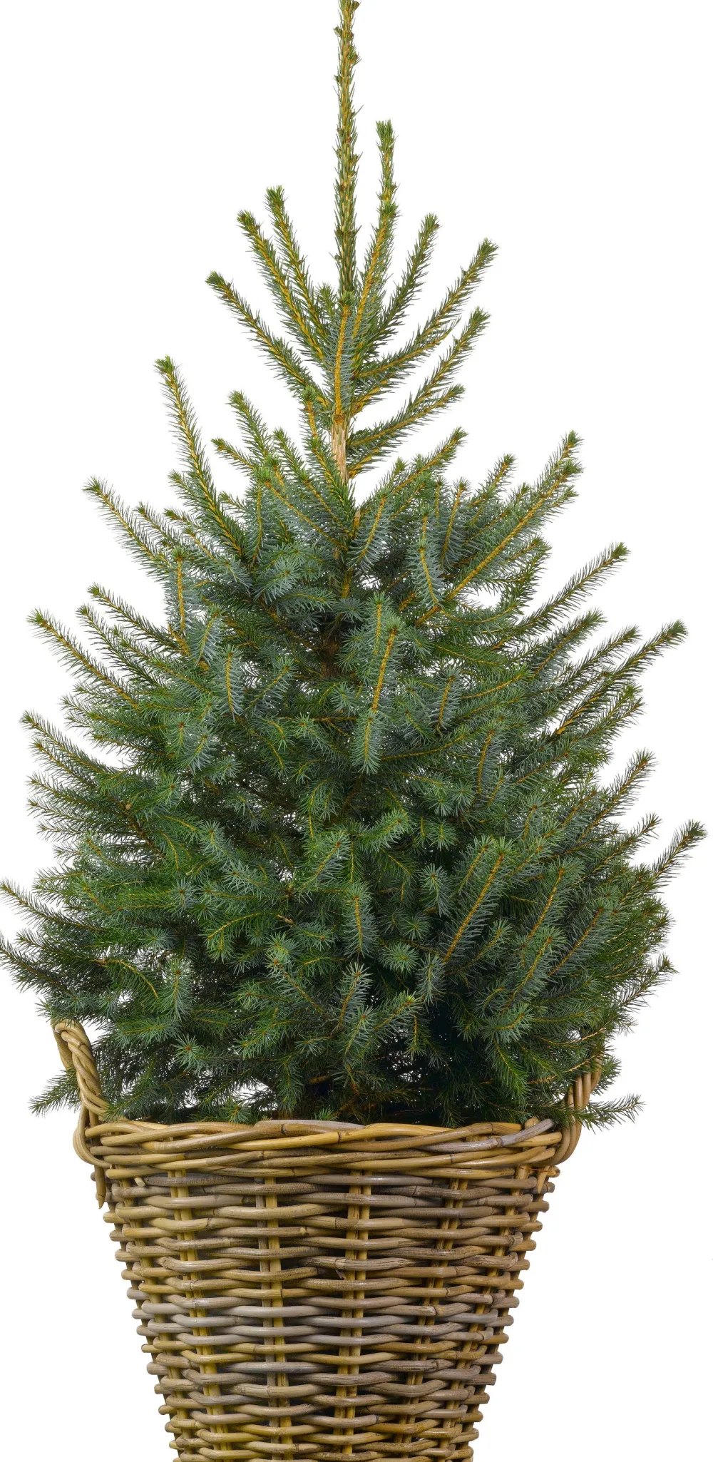 New Weihnachtsbaum Serbische Fichte im Korb D 29 H 80-100 cm Echte Weihnachtsbäume
