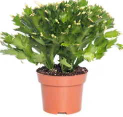 Hot Weihnachtskaktus (Schlumbergera) weiß D 13 H 35 cm Kakteen & Sukkulenten|Weihnachtskaktus