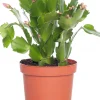 Weihnachtskatus (Schlumbergera) lila D 9 H 25 cm Kleine Zimmerpflanzen|Kakteen & Sukkulenten