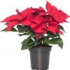 Outlet Weihnachtsstern (Euphorbia pulcherrima 'Jester Red') D 10,5 H 25 cm Kleine Zimmerpflanzen|Blühende Zimmerpflanzen
