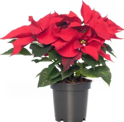 Outlet Weihnachtsstern (Euphorbia pulcherrima 'Jester Red') D 10,5 H 25 cm Kleine Zimmerpflanzen|Blühende Zimmerpflanzen