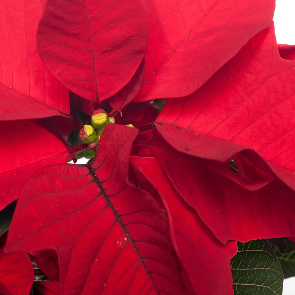 Outlet Weihnachtsstern (Euphorbia pulcherrima 'Jester Red') D 10,5 H 25 cm Kleine Zimmerpflanzen|Blühende Zimmerpflanzen