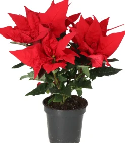 Outlet Weihnachtsstern (Euphorbia pulcherrima 'Jester Red') D 10,5 H 25 cm Kleine Zimmerpflanzen|Blühende Zimmerpflanzen