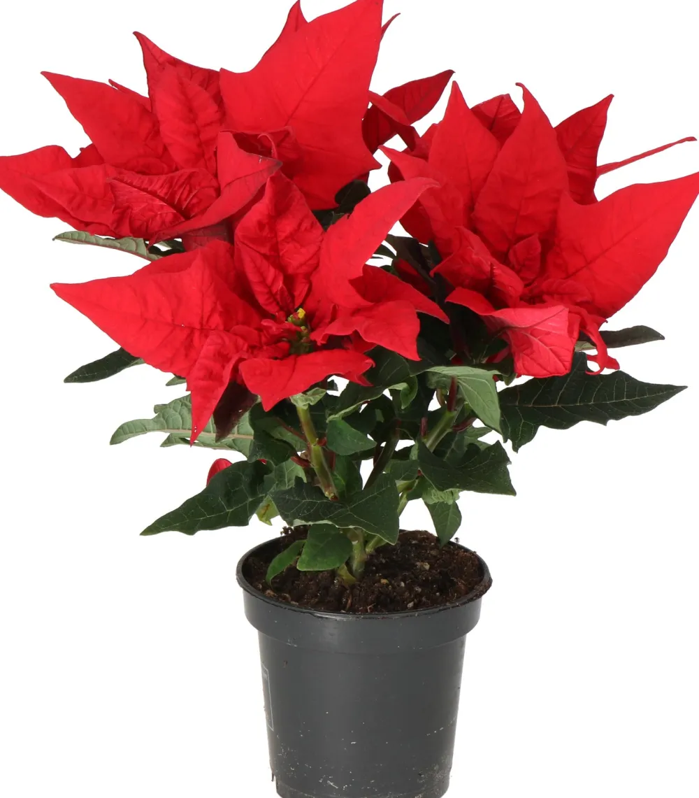 Outlet Weihnachtsstern (Euphorbia pulcherrima 'Jester Red') D 10,5 H 25 cm Kleine Zimmerpflanzen|Blühende Zimmerpflanzen