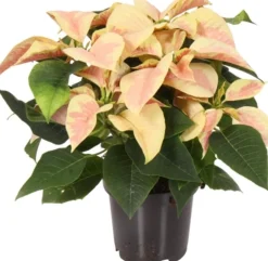 Sale Weihnachtsstern (Euphorbia pulcherrima 'Christmas Beauty Marble') D 10,5 H 25 cm Kleine Zimmerpflanzen|Blühende Zimmerpflanzen