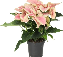 Sale Weihnachtsstern (Euphorbia pulcherrima 'Christmas Beauty Marble') D 10,5 H 25 cm Kleine Zimmerpflanzen|Blühende Zimmerpflanzen