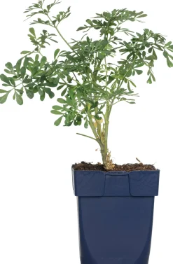 Sale Weinraute (Ruta graveolens) Mehrjährige Pflanzen