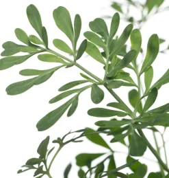 Sale Weinraute (Ruta graveolens) Mehrjährige Pflanzen