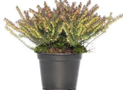 Outlet Winterheide (Erica darleyensis 'Darley's Dale') D 12 H 20 cm Blühende Pflanzen|Heide