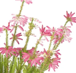 Discount Winterheide (Erica verticulata) D 12 H 25 cm Blühende Pflanzen|Immergrüne Pflanzen