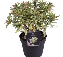 New Wolfsmilch (Euphorbia 'Ascot Rainbow') D 15 H 30 cm Blühende Pflanzen|Immergrüne Pflanzen