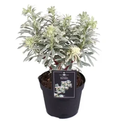 Wolfsmilch (Euphorbia 'Silverswan') D 15 H 30 cm Blühende Pflanzen|Immergrüne Pflanzen