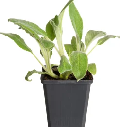 New Woll-Ziest (Stachys byzantina 'Silver Carpet') D 9 H 15 cm Mehrjährige Pflanzen