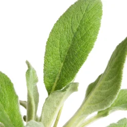 New Woll-Ziest (Stachys byzantina 'Silver Carpet') D 9 H 15 cm Mehrjährige Pflanzen