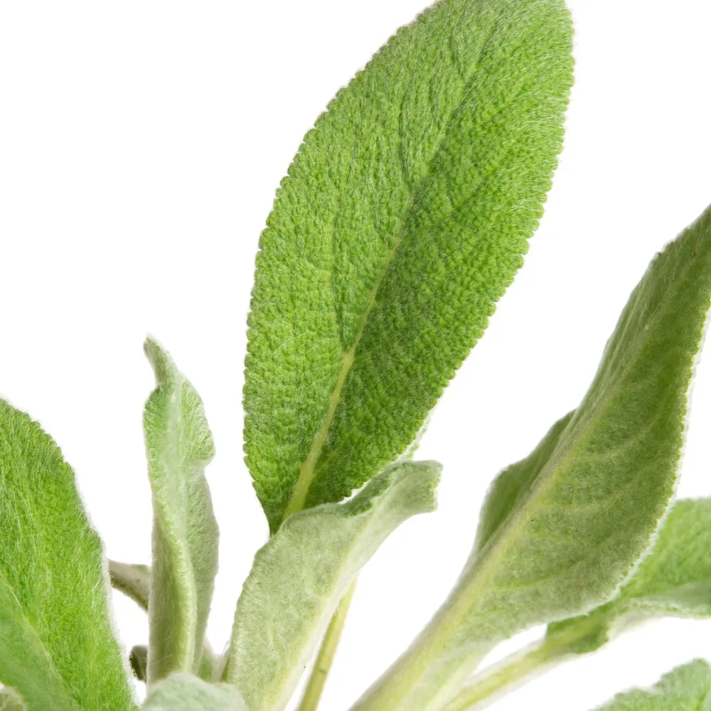 New Woll-Ziest (Stachys byzantina 'Silver Carpet') D 9 H 15 cm Mehrjährige Pflanzen