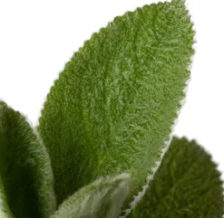 Clearance Woll-Ziest (Stachys byzantina 'Silver Carpet') D 11 H 30 cm Blühende Pflanzen|Immergrüne Pflanzen