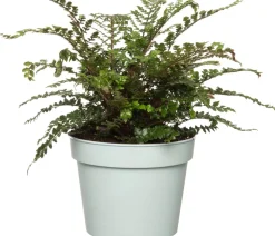 Sale Wurmfarn (Dryopteris affinis) D 17 H 35 cm Farne|Pflanzen Für Schatten
