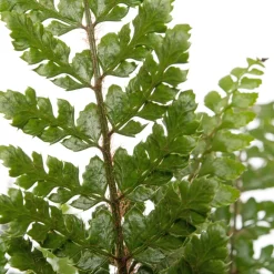 Sale Wurmfarn (Dryopteris affinis) D 17 H 35 cm Farne|Pflanzen Für Schatten