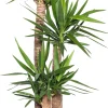 Discount Yucca Palme (Yucca elephantipes) D 27 cm H 130 cm Für Sonne|Luftreinigende Pflanzen