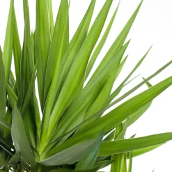 Discount Yucca Palme (Yucca elephantipes) D 27 cm H 130 cm Für Sonne|Luftreinigende Pflanzen
