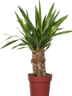 Best Yucca-Palme (Yucca 'Maya Tree') D 19 cm H 60 cm Für Sonne|Luftreinigende Pflanzen
