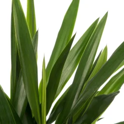Best Yucca-Palme (Yucca 'Maya Tree') D 19 cm H 60 cm Für Sonne|Luftreinigende Pflanzen