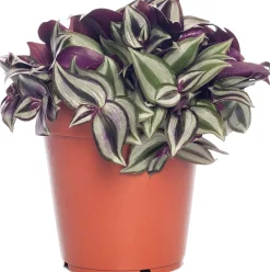 Sale Zebrakraut (Tradescantia zebrina) D 12 H 20 cm Kleine Zimmerpflanzen|Grünpflanzen