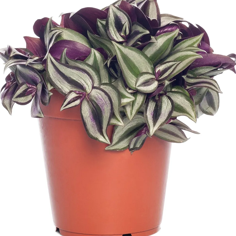 Sale Zebrakraut (Tradescantia zebrina) D 12 H 20 cm Kleine Zimmerpflanzen|Grünpflanzen