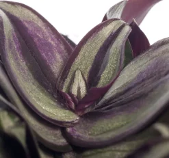 Sale Zebrakraut (Tradescantia zebrina) D 12 H 20 cm Kleine Zimmerpflanzen|Grünpflanzen