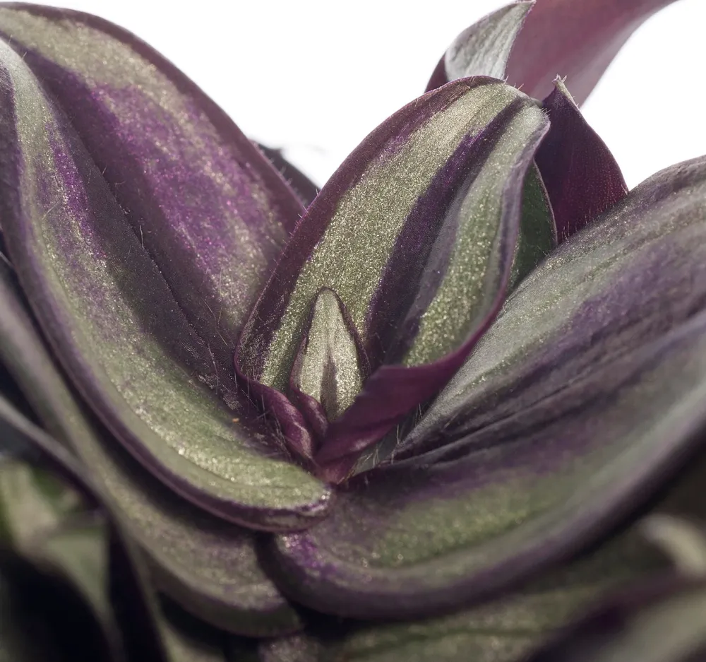 Sale Zebrakraut (Tradescantia zebrina) D 12 H 20 cm Kleine Zimmerpflanzen|Grünpflanzen