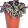 Sale Zebrakraut (Tradescantia zebrina) D 15 H 25 cm Kleine Zimmerpflanzen|Grünpflanzen