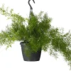 Clearance Zierspargel im Hängetopf  (Asparagus densiflorus 'Sprengeri') D 19 H 50 cm Grünpflanzen|Asparagus