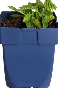 Best Ziest (Stachys Monnieri 'Hummelo') Winterharte Pflanzen|Mehrjährige Pflanzen