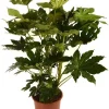 Best Zimmeraralie (Fatsia japonica) D 27 H 150 cm Immergrüne Pflanzen|Winterharte Pflanzen