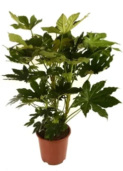 Best Zimmeraralie (Fatsia japonica) D 27 H 150 cm Immergrüne Pflanzen|Winterharte Pflanzen