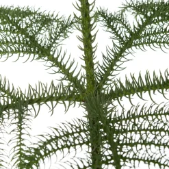 New Zimmertanne (Araucaria heterophylla) D 21 H 80 cm Echte Weihnachtsbäume|Alternative Weihnachtsbäume